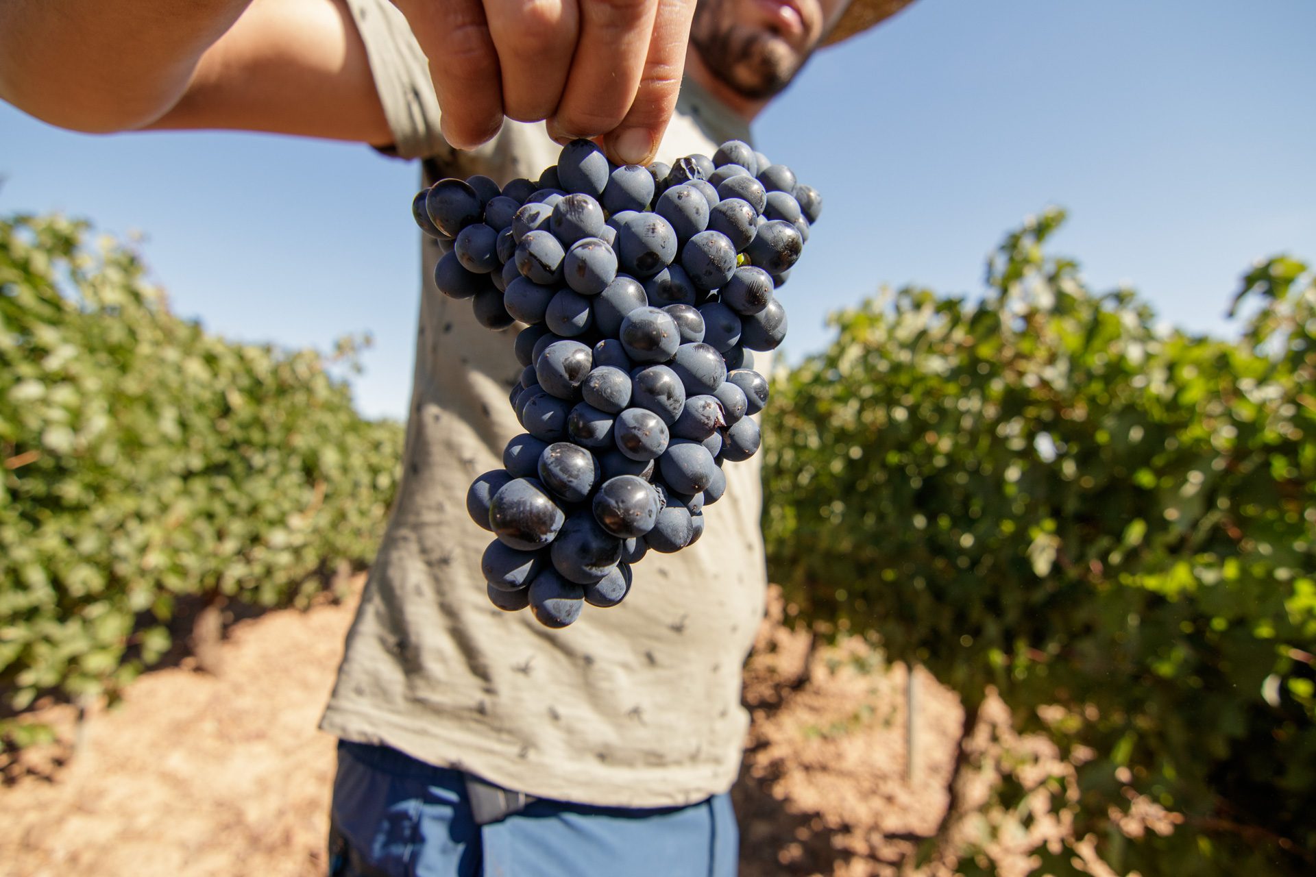 Bodegas Pincerna — Harvest