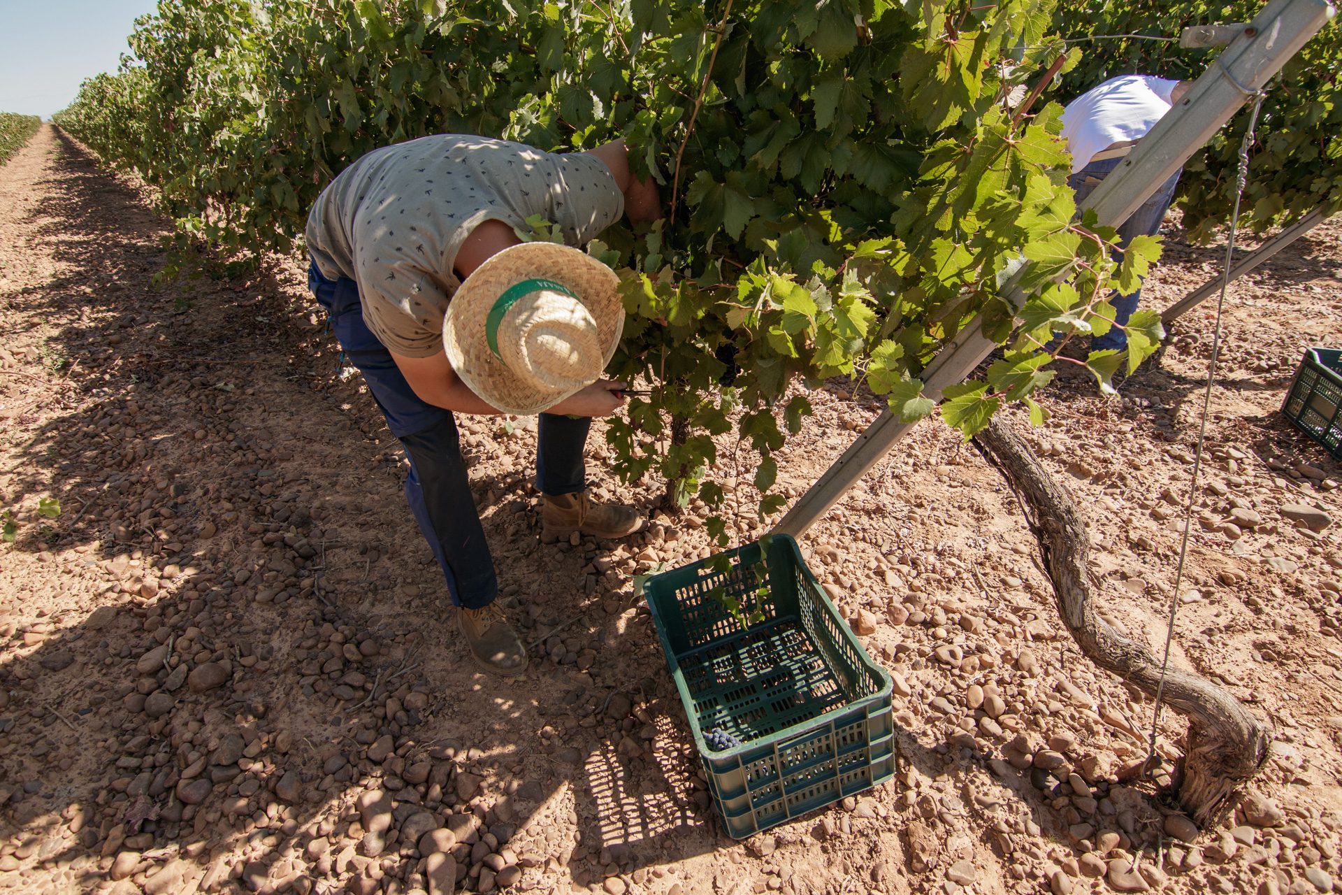 Bodegas Pincerna — Harvest