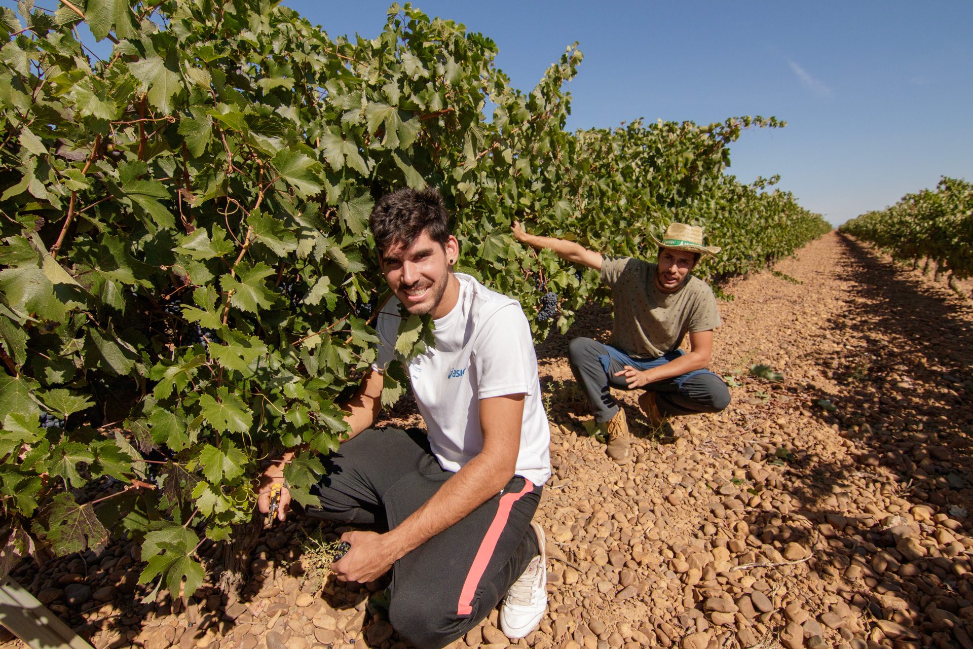 Bodegas Pincerna — Harvest
