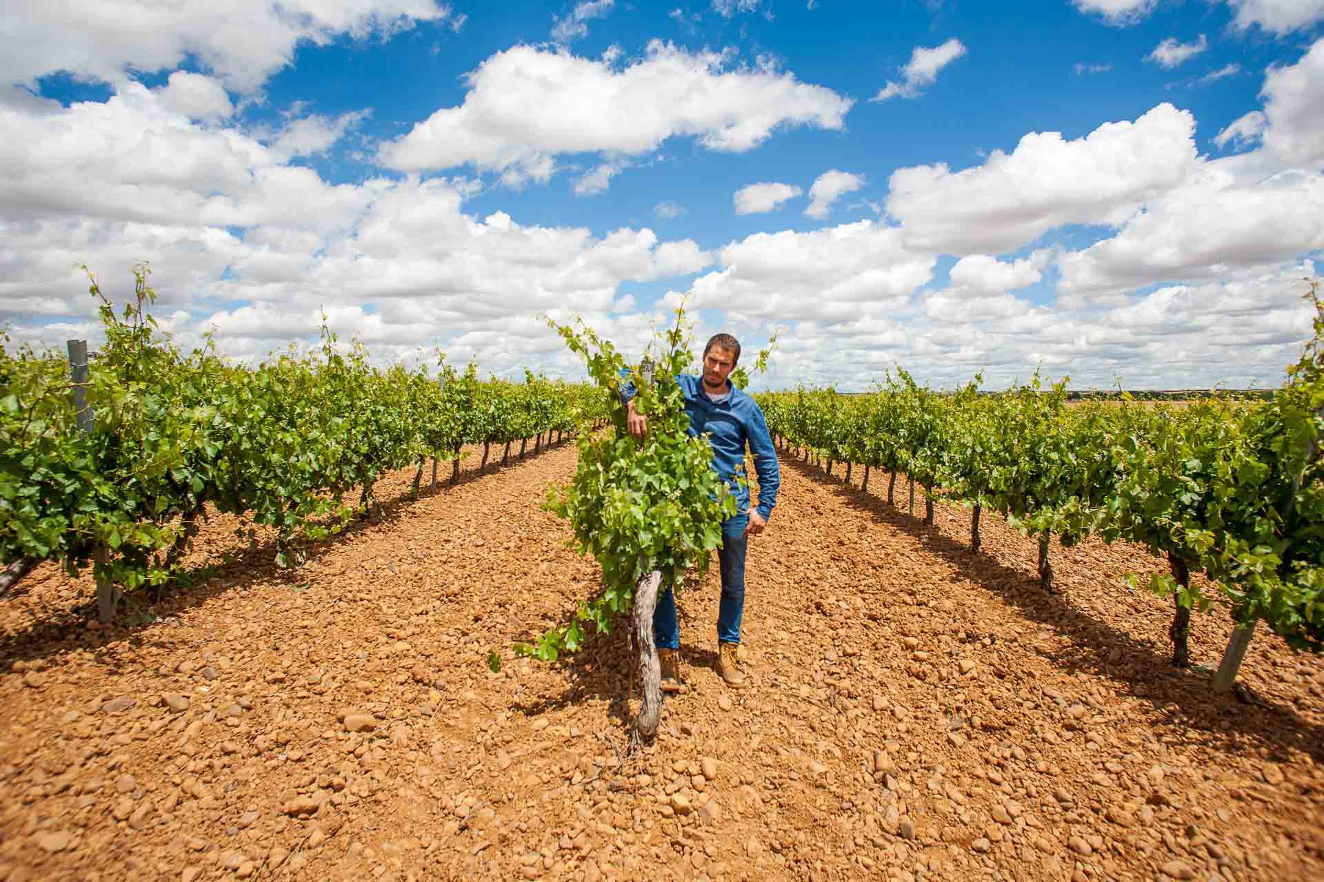 Bodegas Pincerna — Harvest